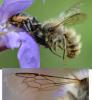 Osmia bicornis